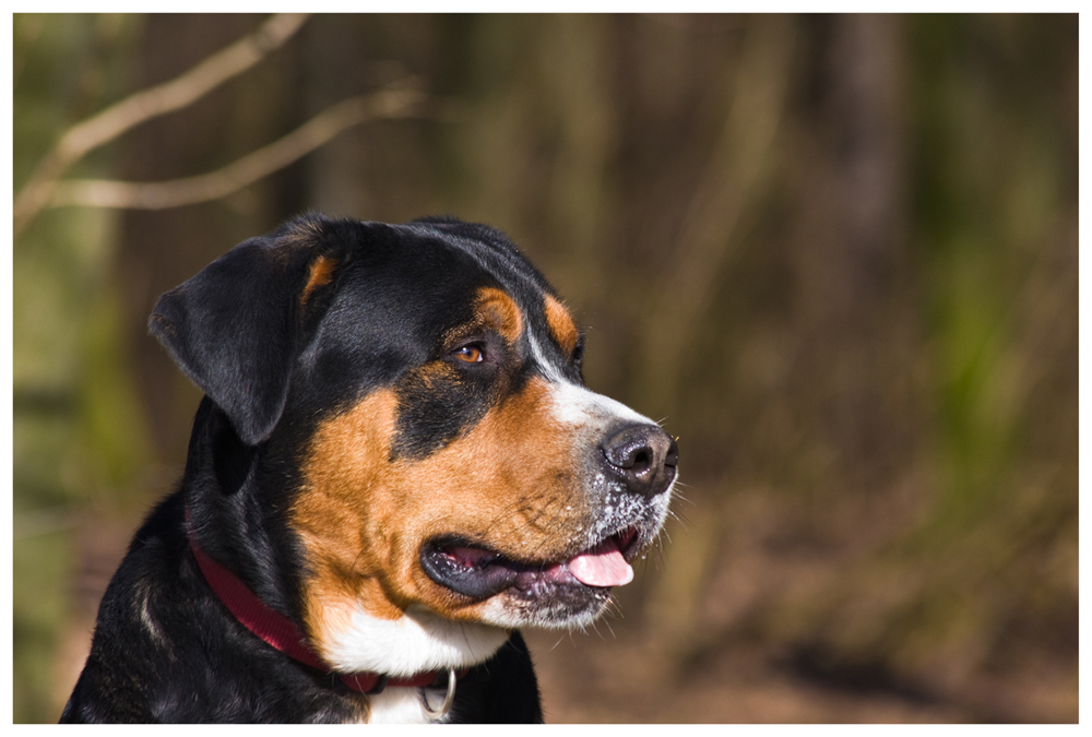 Porträt "Großer Schweizer Sennenhund"