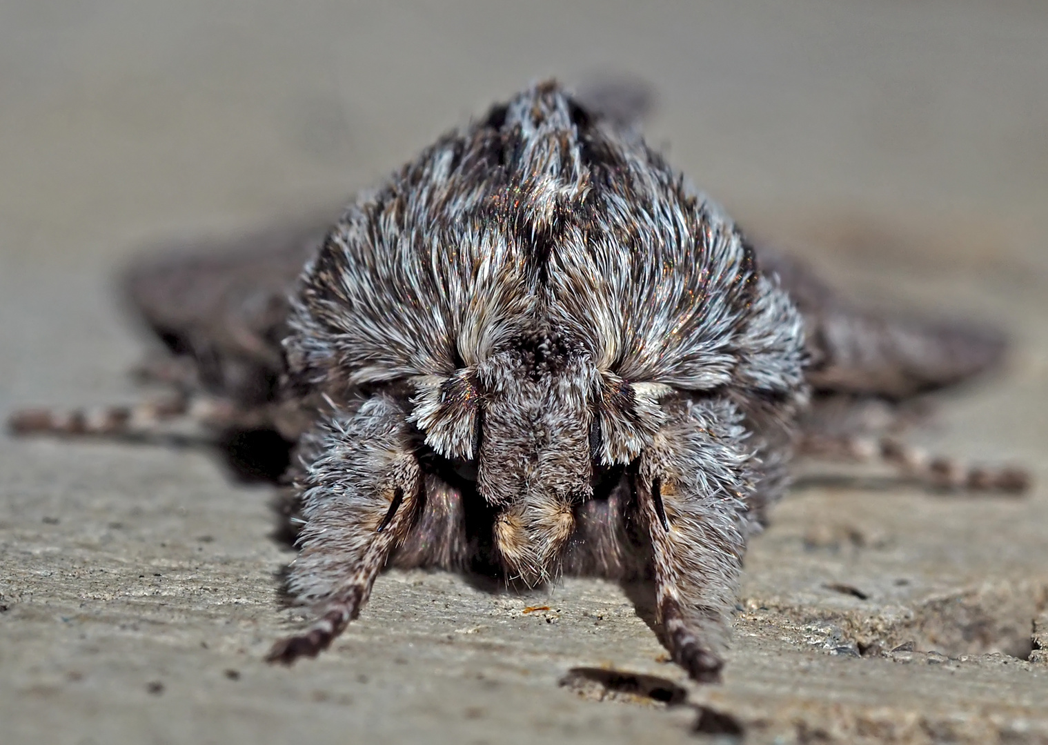 Porträt: Herbst-Rauhaareule (Asteroscopus sphinx) - Portrait de la Noctuelle-Sphinx.