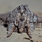 Porträt: Herbst-Rauhaareule (Asteroscopus sphinx) - Portrait de la Noctuelle-Sphinx.