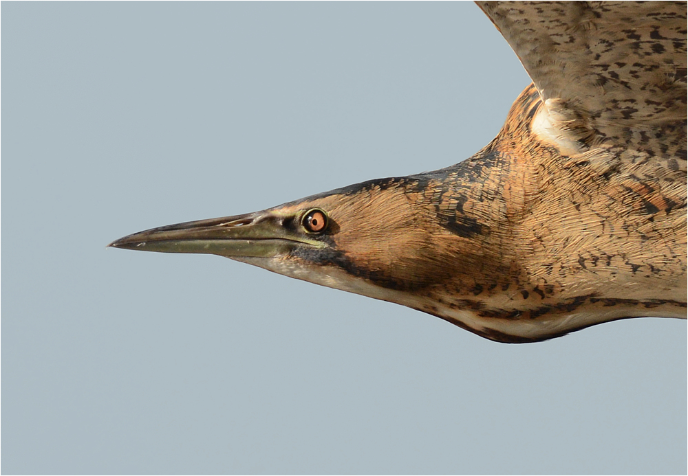 Porträt im Flug