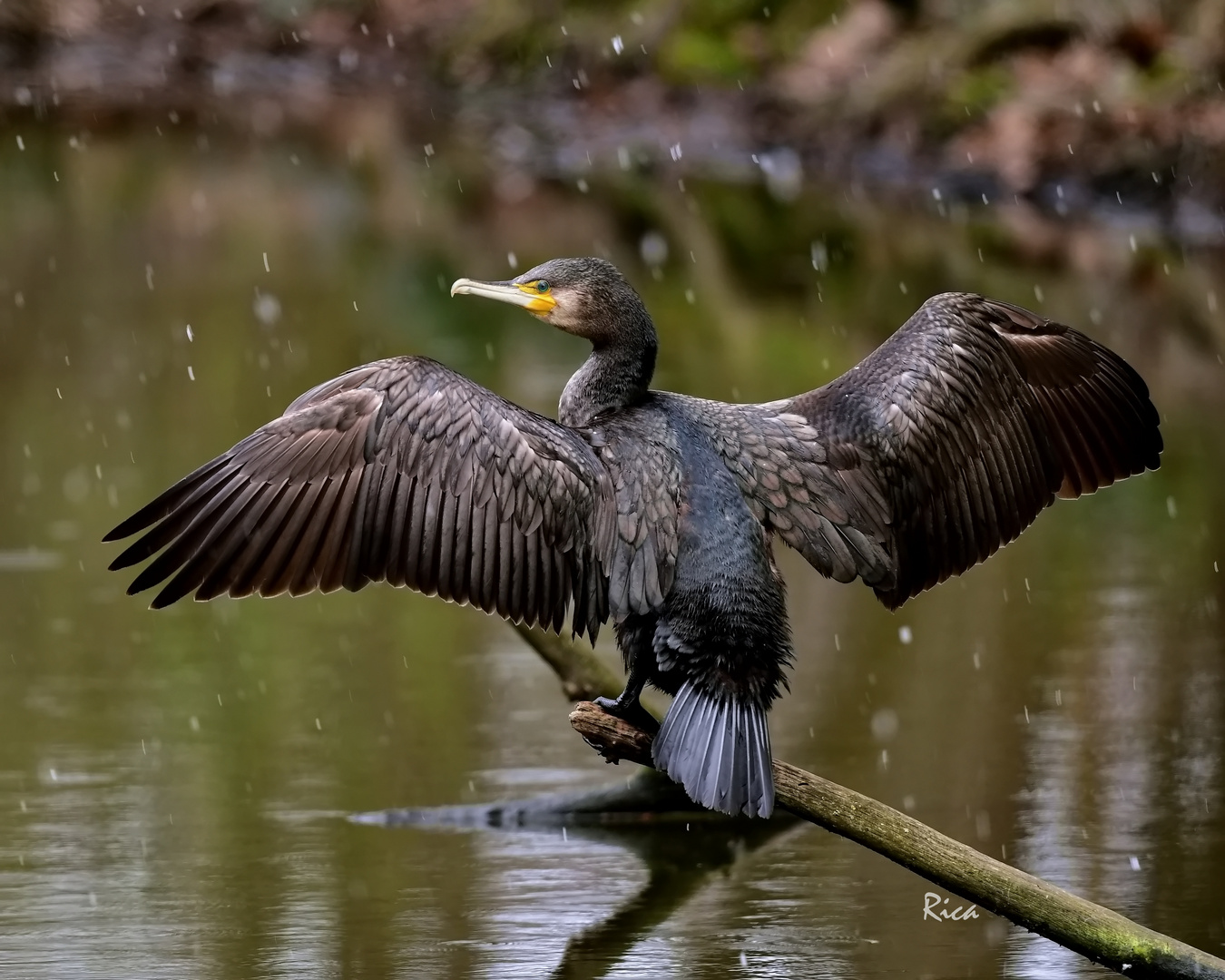 Porträt im Regen