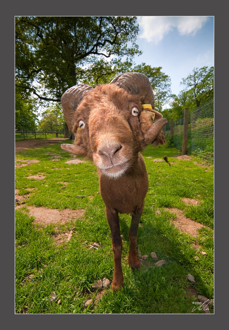 Porträt im Tierpark