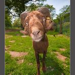 Porträt im Tierpark