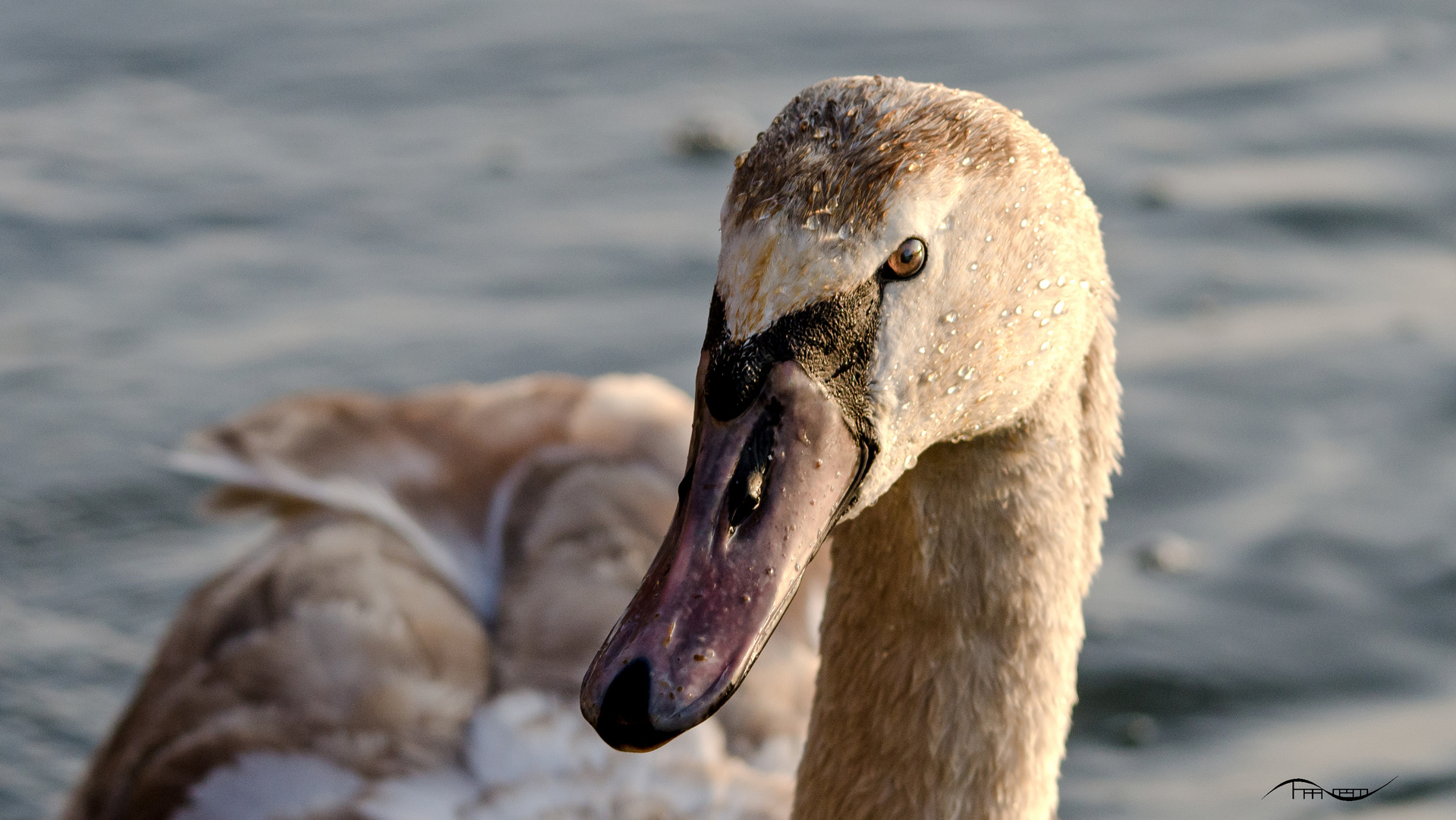 Porträt junger Schwan