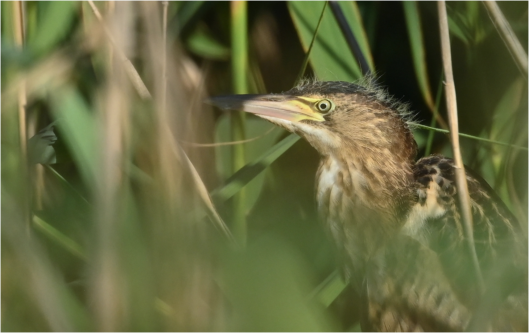 Porträt - Jungvogel