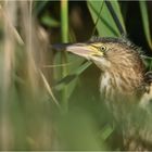 Porträt - Jungvogel