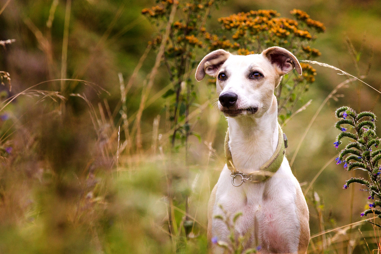 Porträt kleiner Whippet