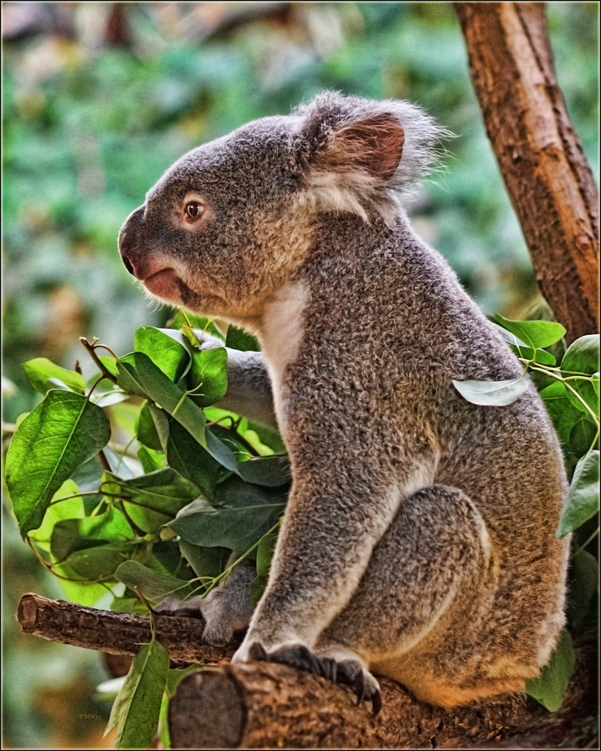 Porträt Koala