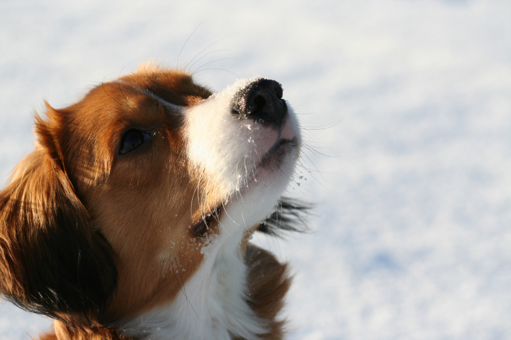 Porträt Kooikerhondje ...der kleine Yoda