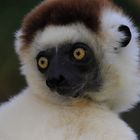 Porträt: Larvensifaka (4/6)