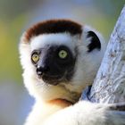 Porträt: Larvensifaka (5/6)