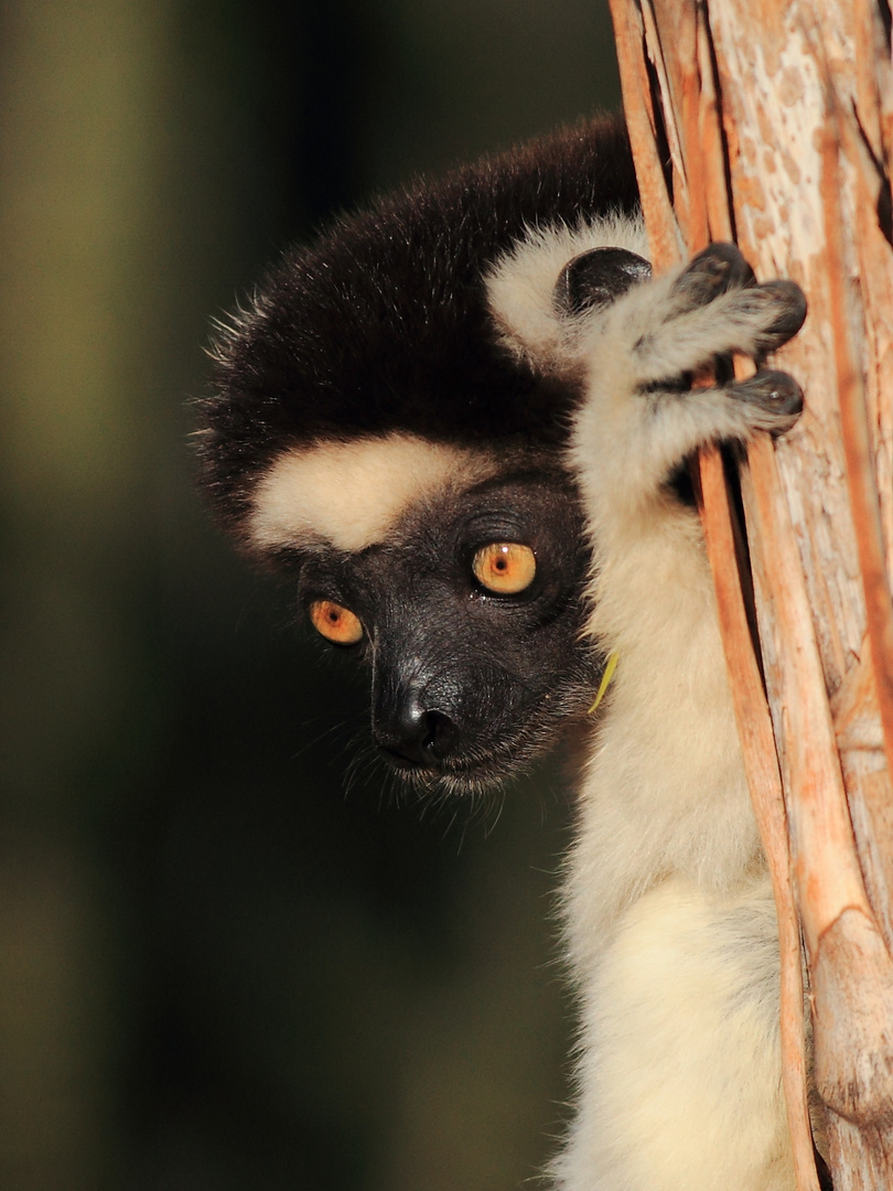 Porträt: Larvensifaka (6/6)