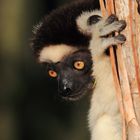 Porträt: Larvensifaka (6/6)