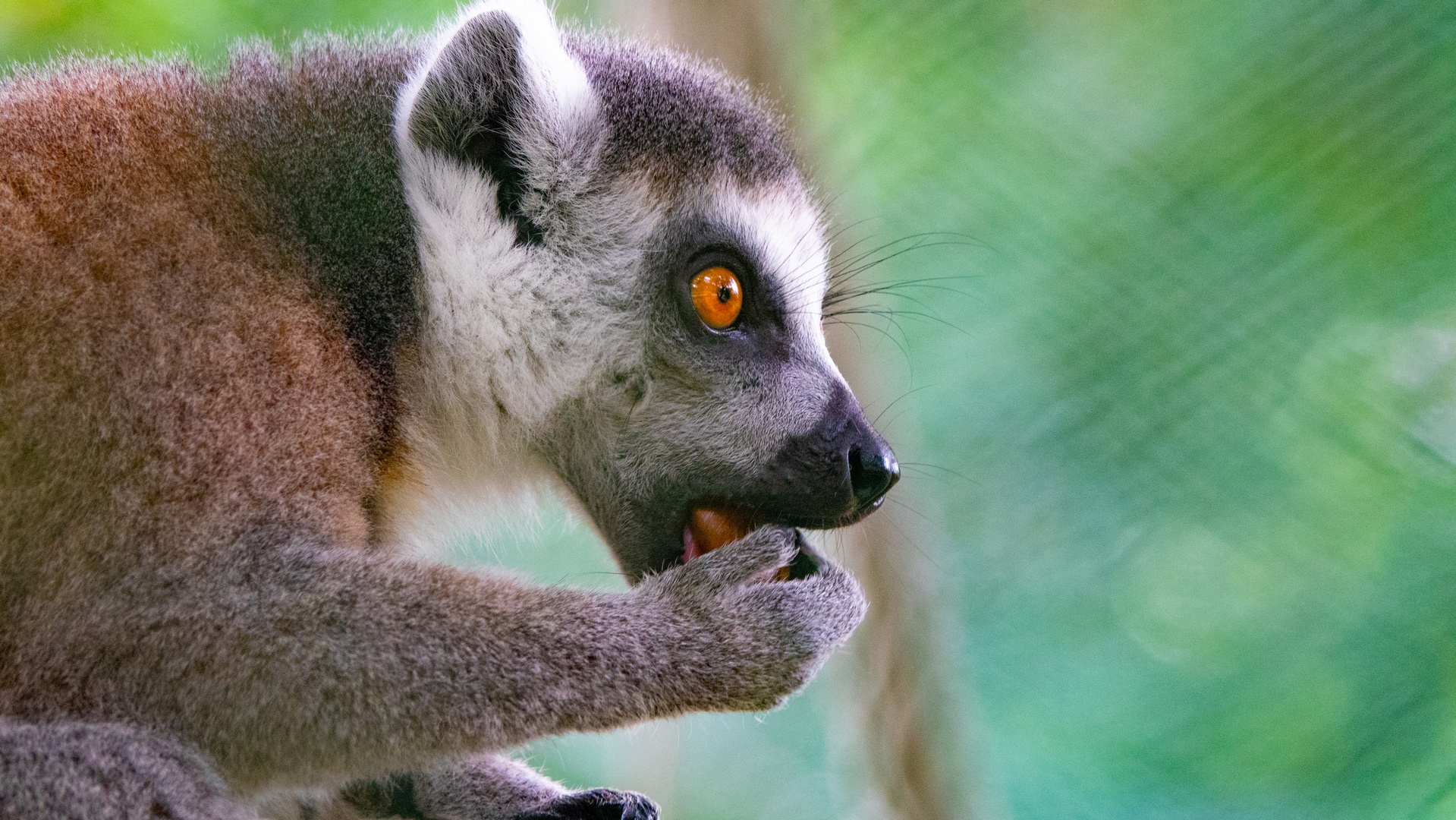 Porträt Lemur 1 - Affe Von Madagaskar