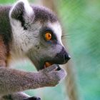 Porträt Lemur 1 - Affe Von Madagaskar