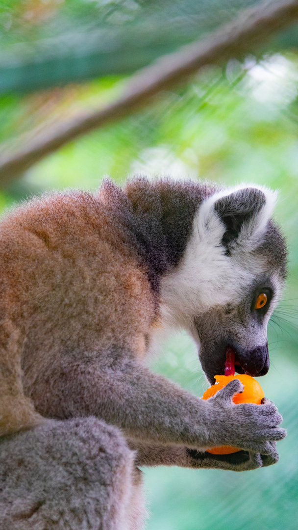 Porträt Lemur - Affe Von Madagaskar