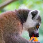 Porträt Lemur - Affe Von Madagaskar