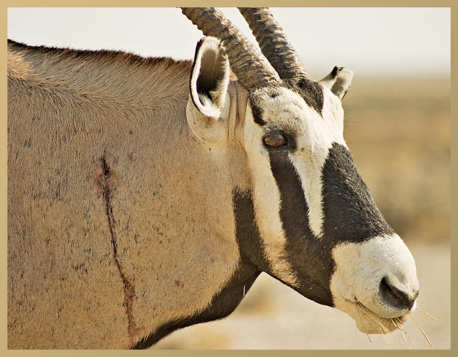 Porträt Oryx