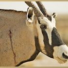 Porträt Oryx