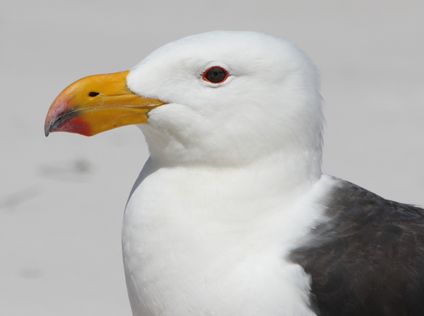 Porträt Pacific Gull