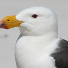 Porträt Pacific Gull