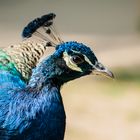 Porträt Pfau Vivarium Darmstadt 2020