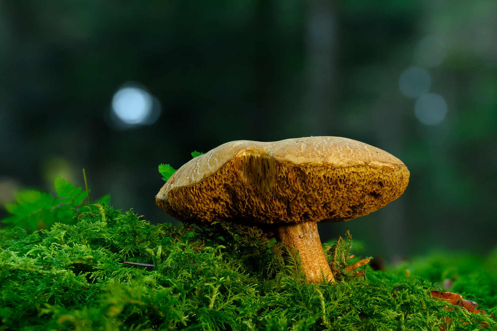 Porträt - Pilz im Wald