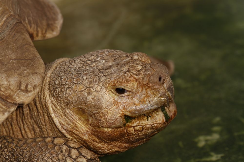 Porträt. Riesenschildkröte