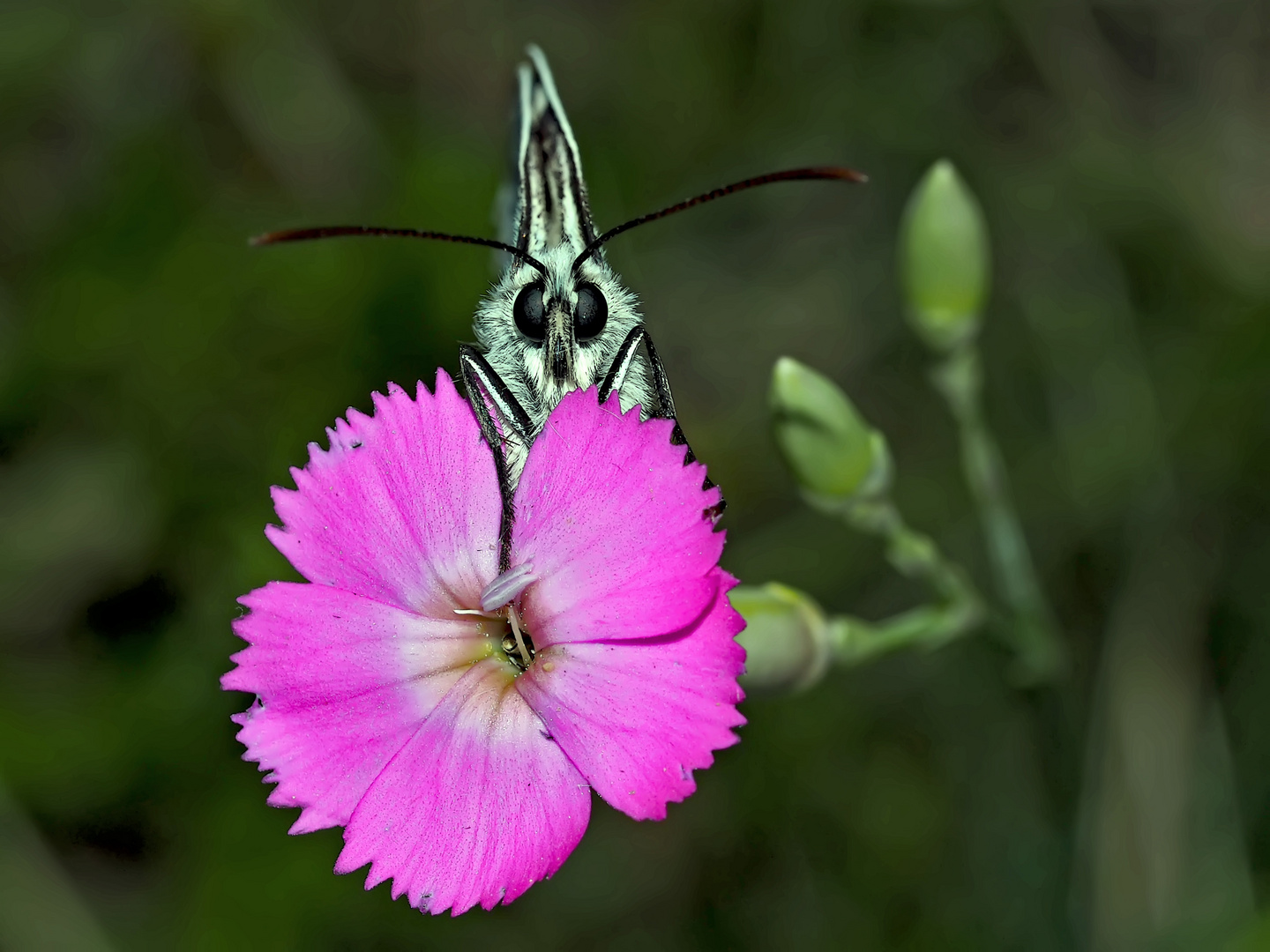  Porträt Schachbrettfalter (Melanargia galathea): Schmetterling des Jahres 2019! - Le Portrait.