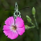  Porträt Schachbrettfalter (Melanargia galathea): Schmetterling des Jahres 2019! - Le Portrait.