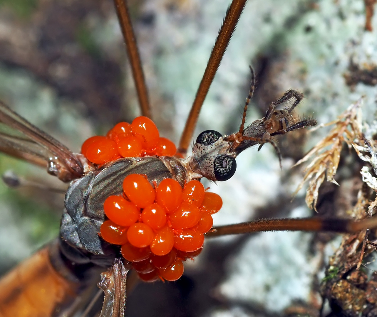 Porträt: Schnake (Tipula scripta) mit Milbenbefall und ev. Pseudoskorpion (vorne)! Bild 2 *