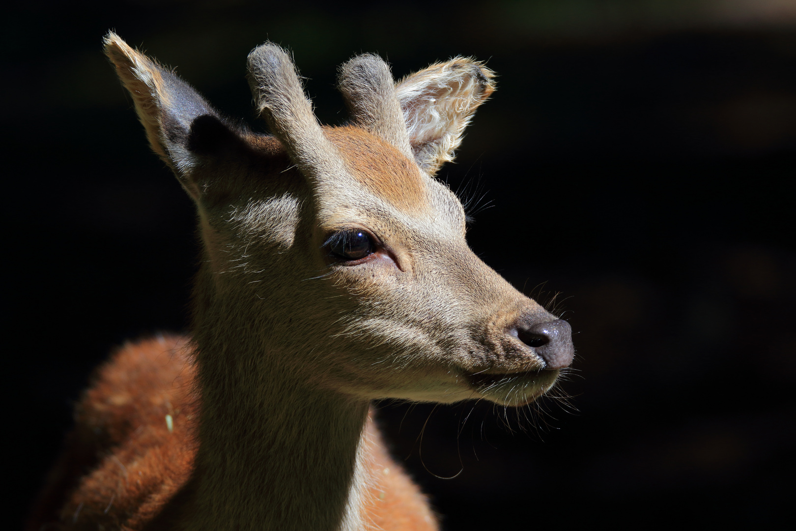 Porträt: Sikawild-Bock