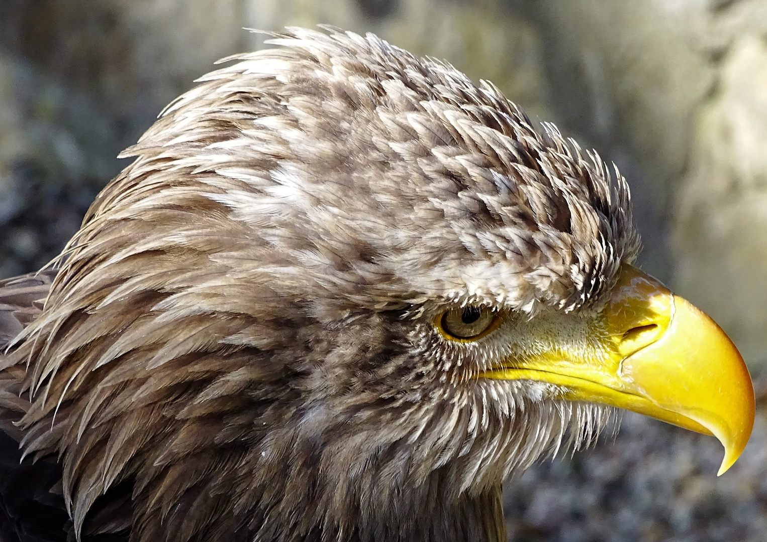 Porträt Steinadler