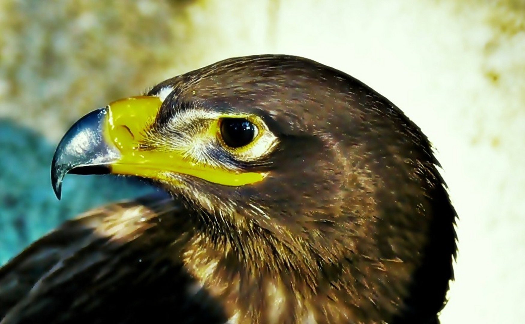 Porträt Steppenadler