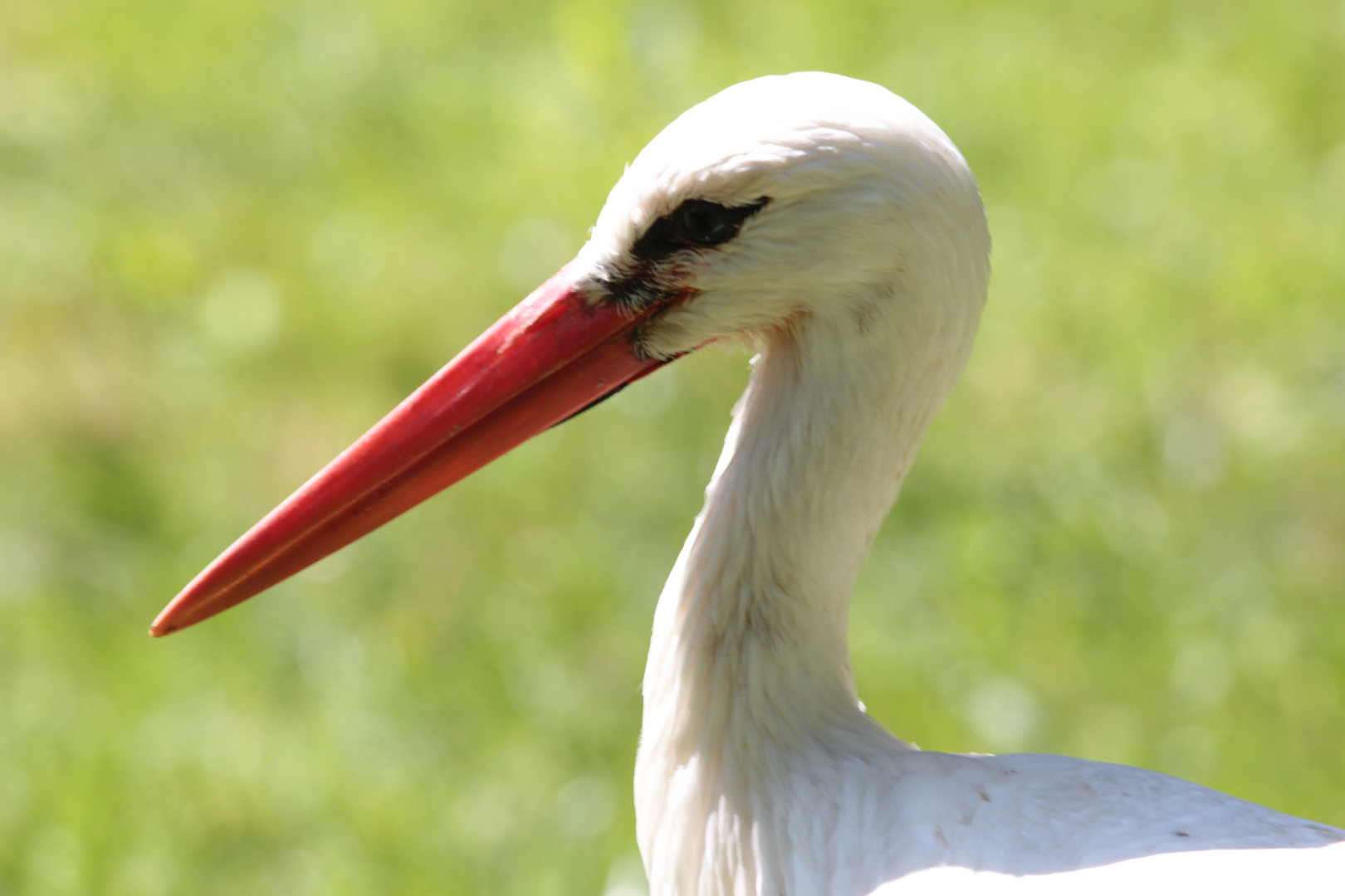 Porträt Storch