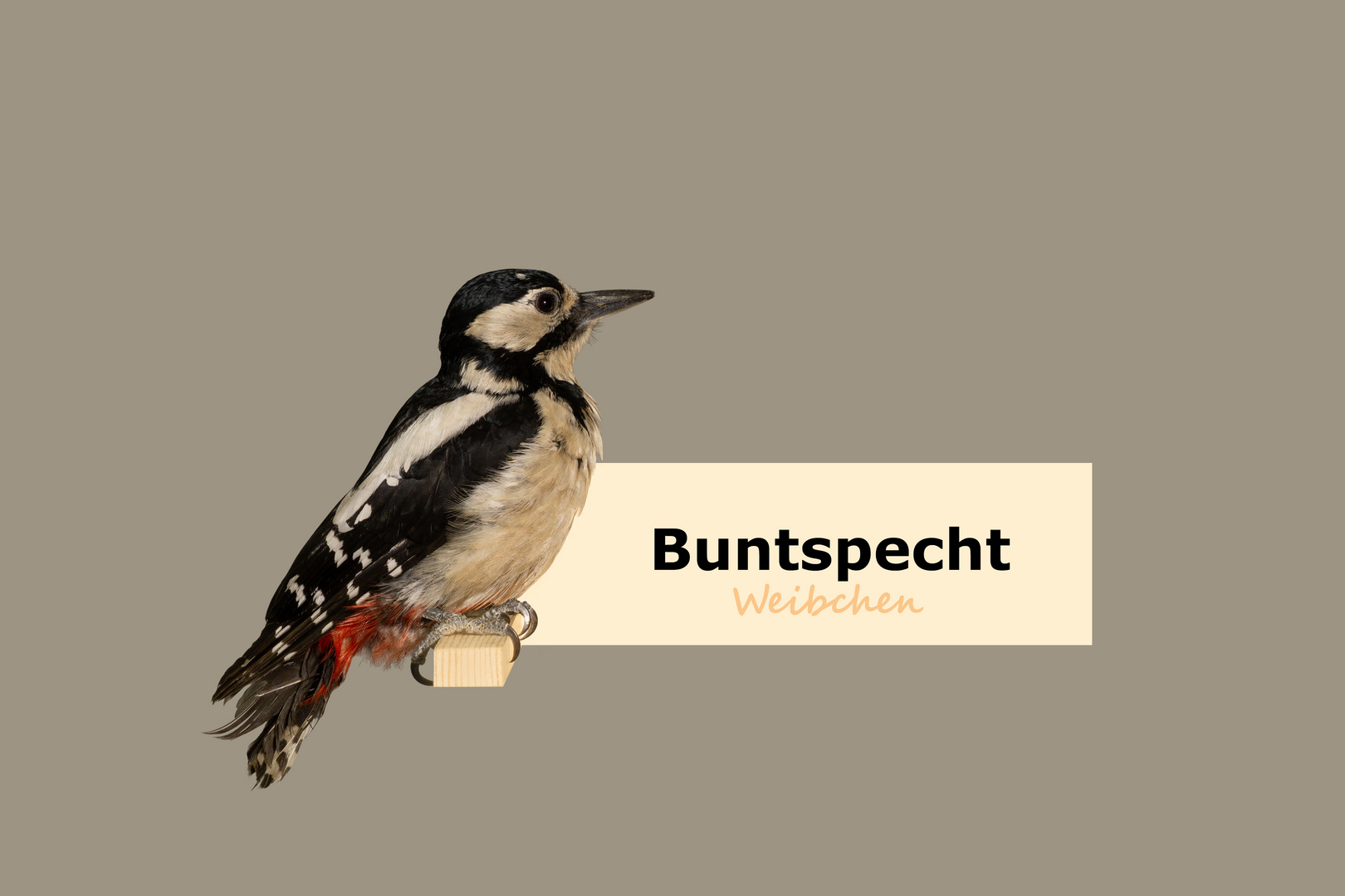 Porträt vom Buntspecht