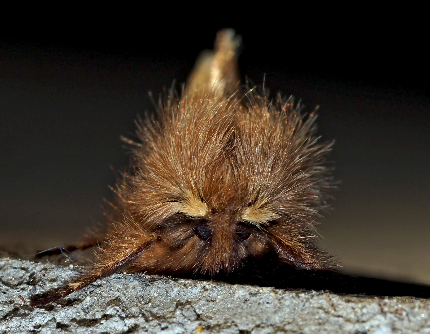 Porträt vom Haarschuppen-Zahnspinner (Ptilophora plumigera)! - Le Plumet, le Porte-Plume: Portrait!