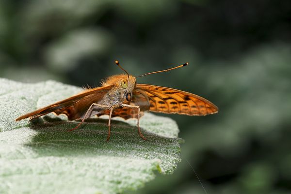 Porträt vom Kaisermantel Silberstich (Argynnis paphia)
