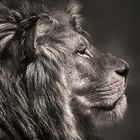 Porträt vom König der Löwen