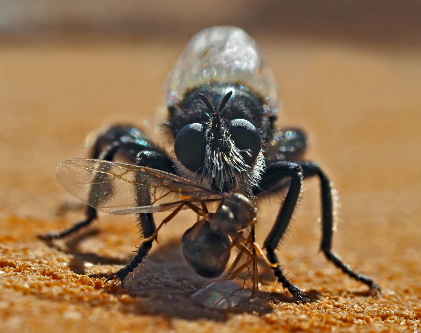 Porträt vom Männchen der Gelben Mordfliege (Laphria flava) - Portrait de la Laphrie jaune.