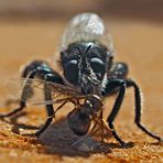 Porträt vom Männchen der Gelben Mordfliege (Laphria flava) - Portrait de la Laphrie jaune.