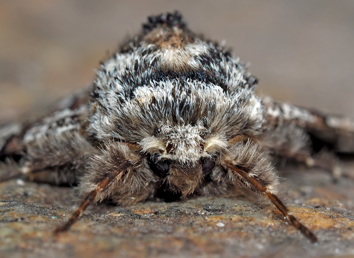 Porträt vom Pappelspanner (Biston strataria) - Le portrait du Biston marbré!