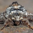 Porträt vom Pappelspanner (Biston strataria) - Le portrait du Biston marbré!