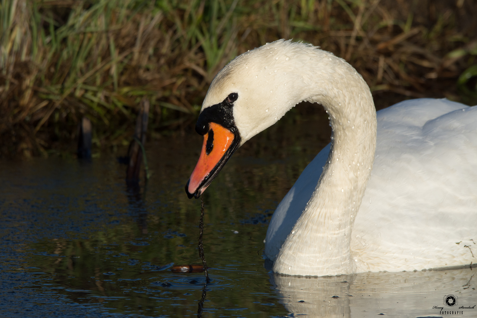 Porträt vom Schwan