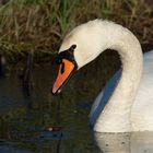 Porträt vom Schwan