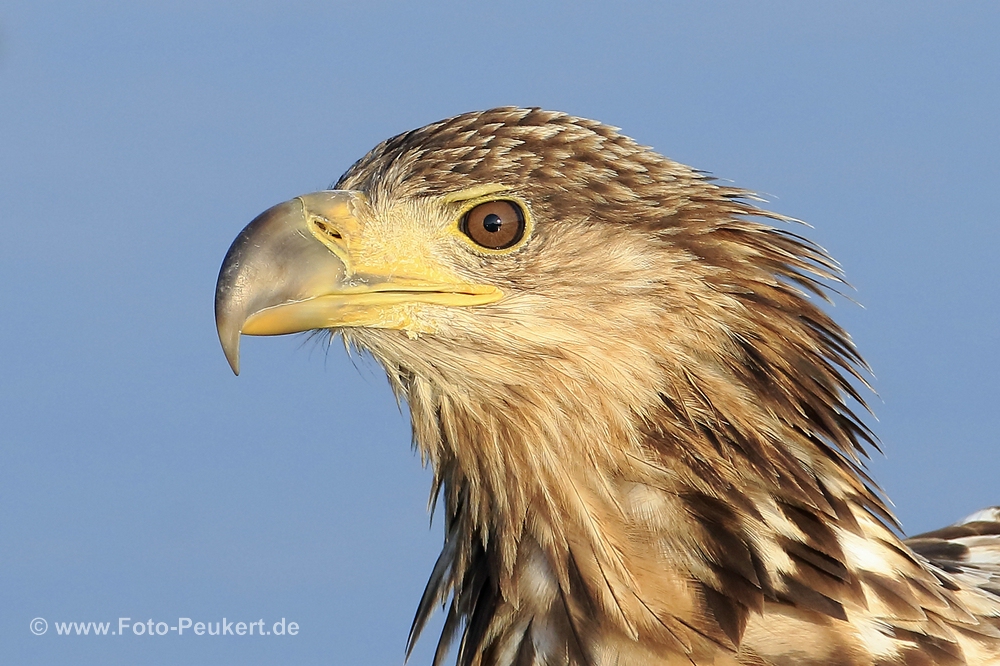 Porträt vom Seeadler