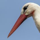 Porträt vom Storch