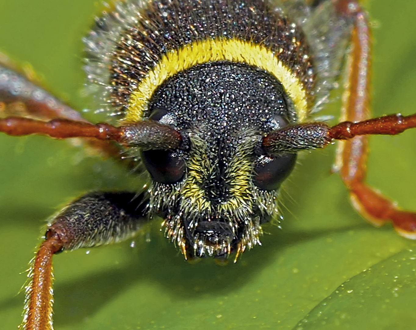 Porträt vom Wespenbock (Clytus arietis) mit Dreitagebart ... 