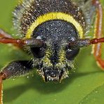 Porträt vom Wespenbock (Clytus arietis) mit Dreitagebart ... 