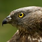 Porträt vom Wespenbussard im Nationalpark Bayerischer Wald...